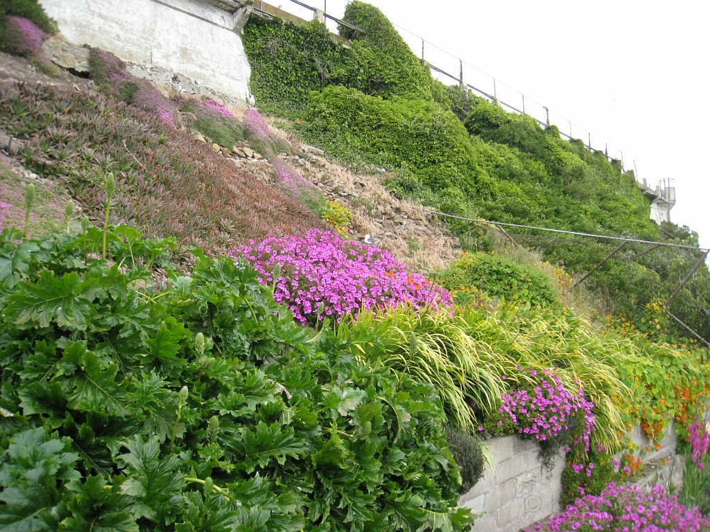 2011 Bay 2 Breakers Saturday 0790.JPG - I was able to participate in the 2011, 100th anniversary of the San Francisco Bay to Breakers 12K race. A great weekend for sight seeing and racing.